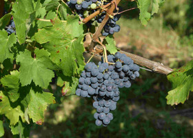 Cabernet franc