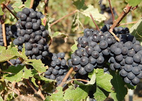 Pinot meunier