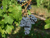 Cabernet franc